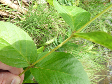 Feuilles lancéolées opposées ou verticillées par 3 à 5 et dotées d'un court pétiole. Agrandir dans une nouvelle fenêtre (ou onglet)